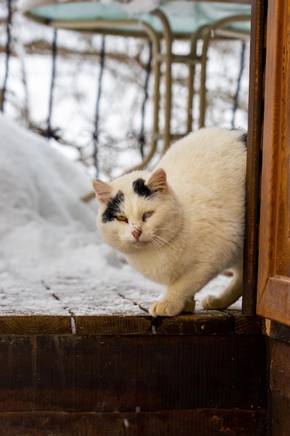 Kat in de winter in de sneeuw voor de deur van een oud huis