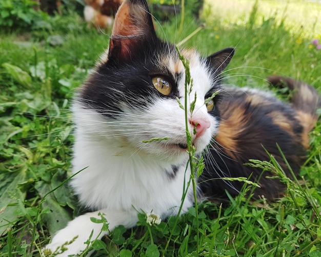 Foto kat in een groen veld