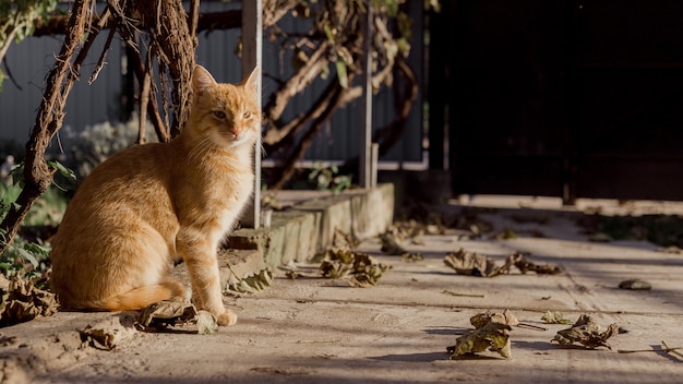 Kat in een herfstentourage. Rode volwassen kat.