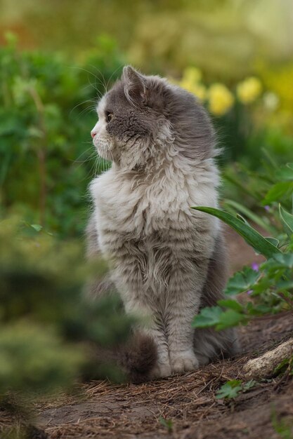 Kat in een kleurrijke lentetuin Kat zit in een bloemenveld Kitten met bloemen buiten Kat zit in de tuin