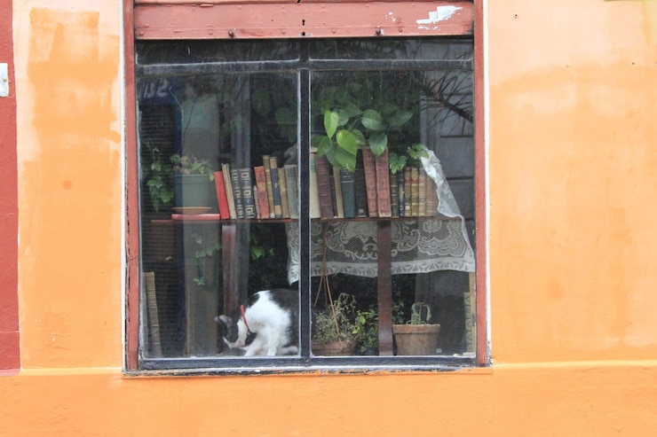 Foto kat in een raam in montevideo uruguay