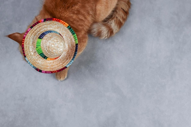 Kat in een sombrero-hoed