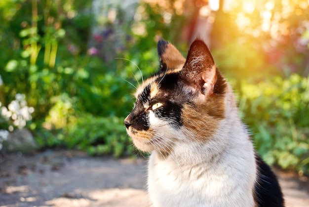 Kat in een tuin