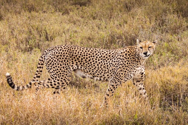 Kat in een veld.