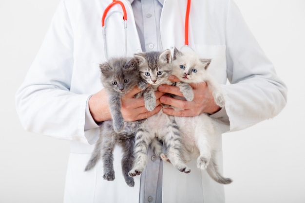 Kat in handen van de dierenarts. Dokter dierenarts onderzoekt 3 drie kittens. Babykatten in Veterinaire kliniek. Dierenartsgeneeskunde voor huisdieren en katten. Kittens dierlijk portret.