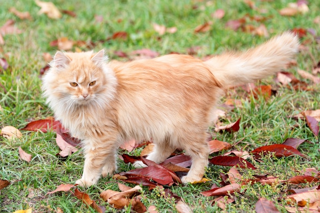 Kat in herfst park. rood katje die op kleurrijke gevallen bladeren lopen openlucht.