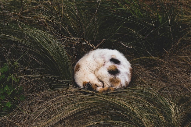 Kat in het gras.