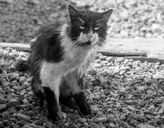 Kat in het Griekse dorp in Griekenland