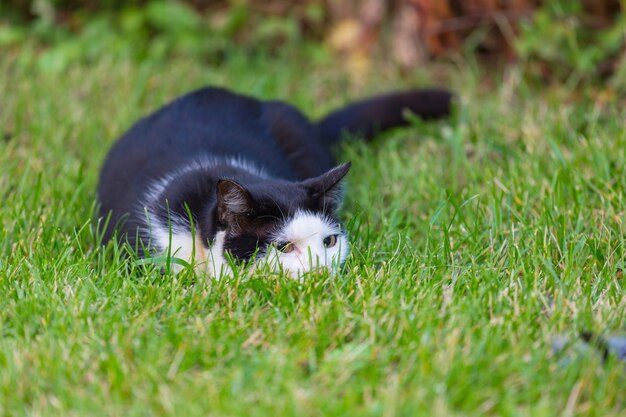 Kat in het groene gras