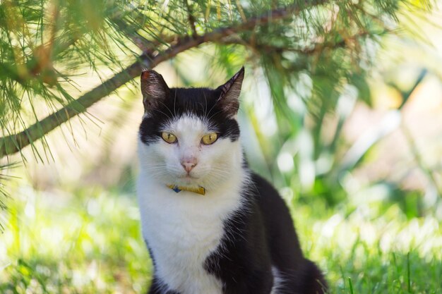 Kat in het groene gras