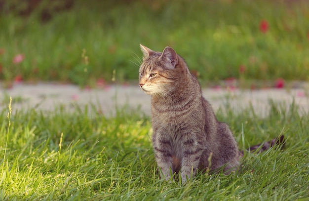 Kat in het groene gras