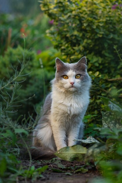 Kat in het groene gras