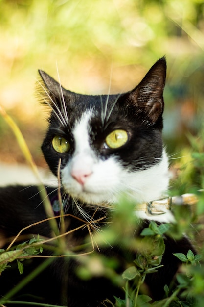 Kat kijkt naar voren met groene ogen