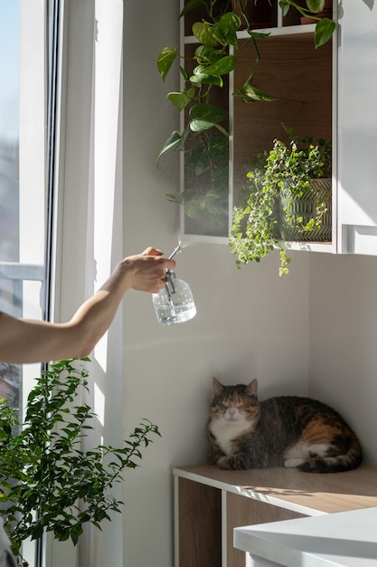 Kat knijpt en zit op een houten plank met kamerplanten terwijl de vrouwelijke eigenaar planten water geeft