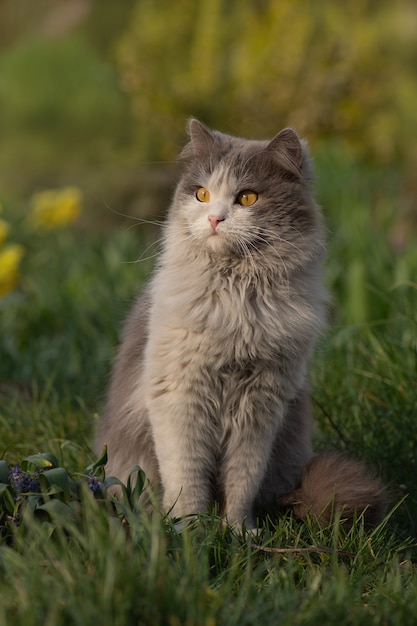 Kat leggen en spelen in het gras. Kitten ontspannen in het gras