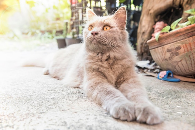 Kat, lief dier en huisdier in de tuin