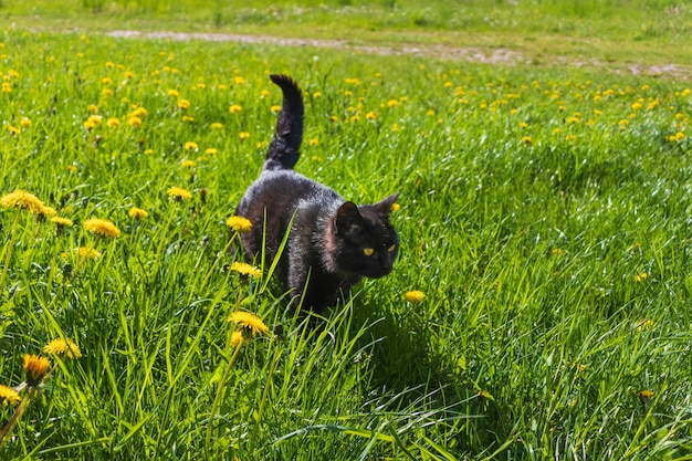 Kat liggend in de zon in het gazon