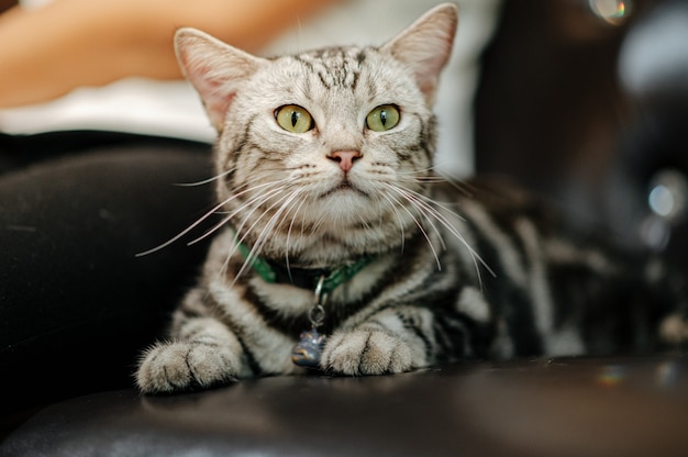 Foto kat liggend op een bank