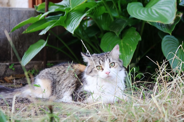 Kat liggend op het gras in de tuin of in de tuin