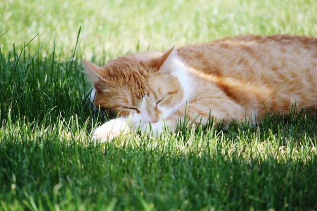 Kat liggend op het gras