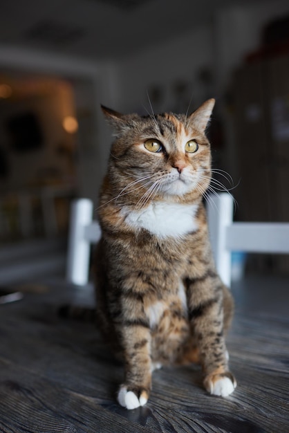 Kat liggend op houten tafel camera kijken