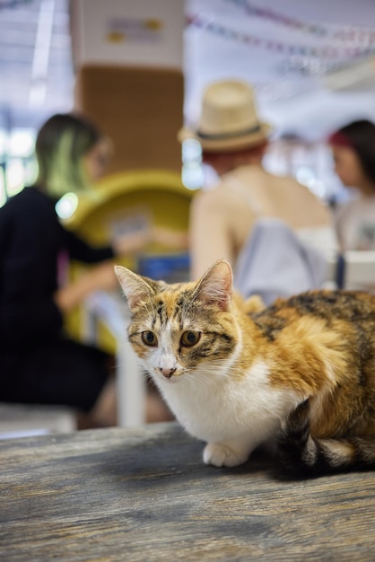 Kat liggend op houten tafel camera kijken