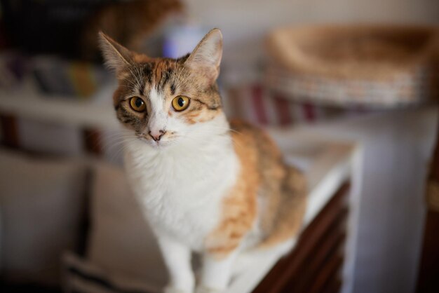 Kat liggend op houten tafel camera kijken