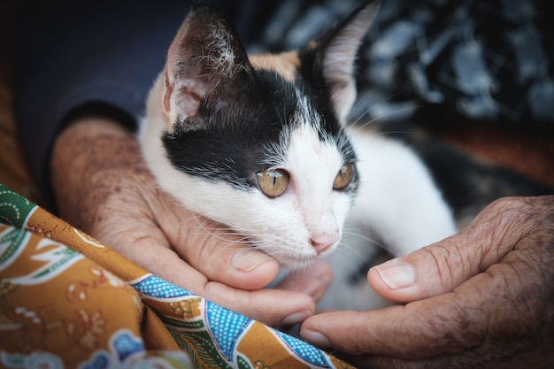 Kat liggend op schoot, kitten van Aziatische