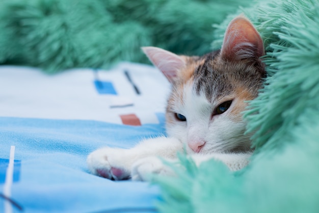 kat ligt onder de dekens in het bed van de eigenaar.