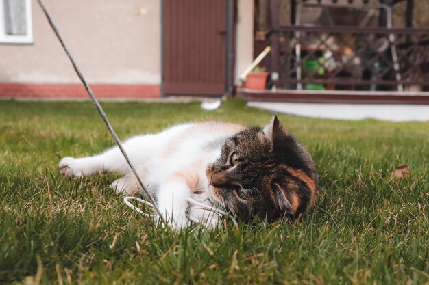 Kat ligt op zijn rug in het gras en kauwt een touwtje in zijn mond felis catus domesticus