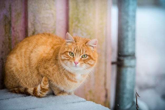 Kat loopt buiten in de besneeuwde winter