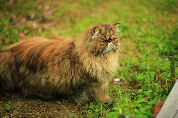 Kat loopt in de zomertuin. Perzische pluizige kat