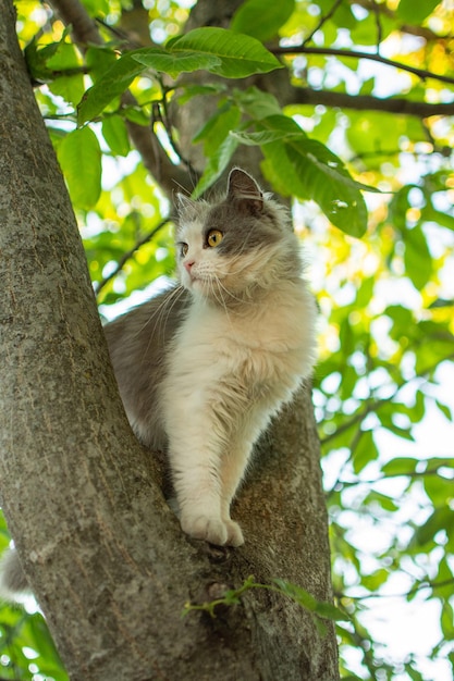 Kat loopt op de boom in de tuin Kitten met een bezorgde blik proberen niet van een boom te vallen