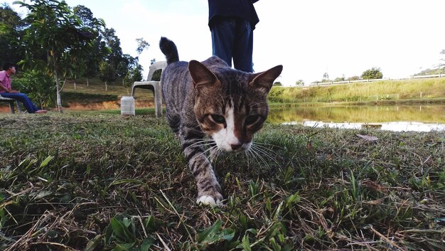 Foto kat loopt op de oever van het meer tegen de lucht