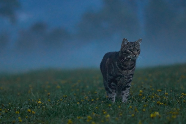 kat lopen op gras