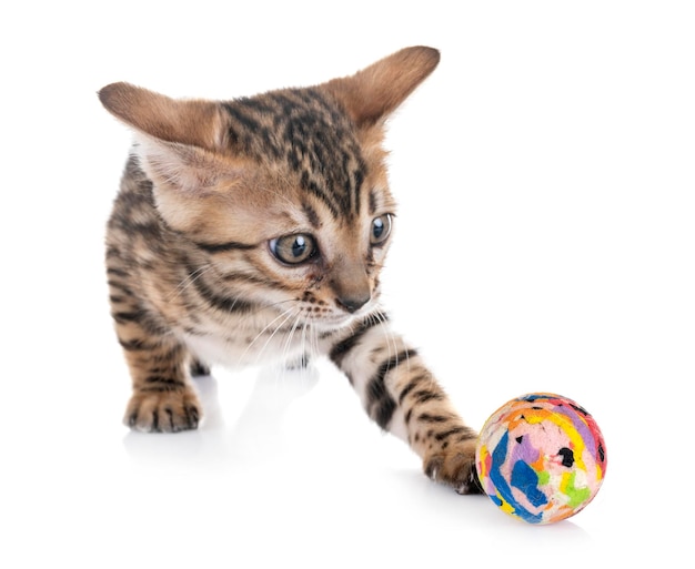 Kat met bal op witte achtergrond