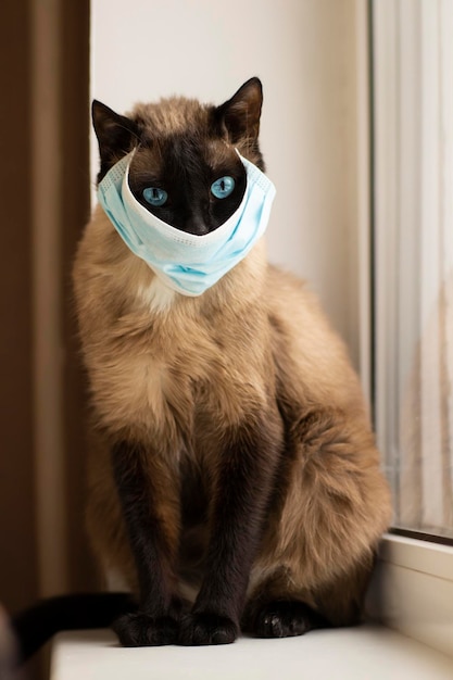 Foto kat met beschermend gezichtsmasker