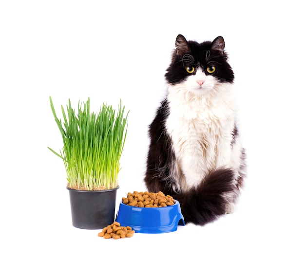 Kat met blauwe kom droog voedsel en groen gras dat op witte achtergrond wordt geïsoleerd