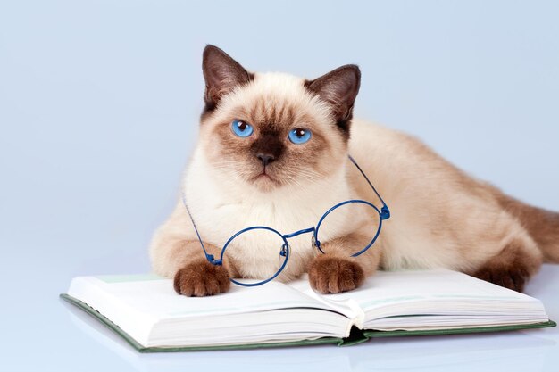 Kat met bril liggend op het agenda