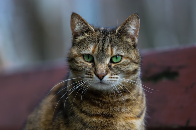 Foto kat met bruine vacht en groene ogen