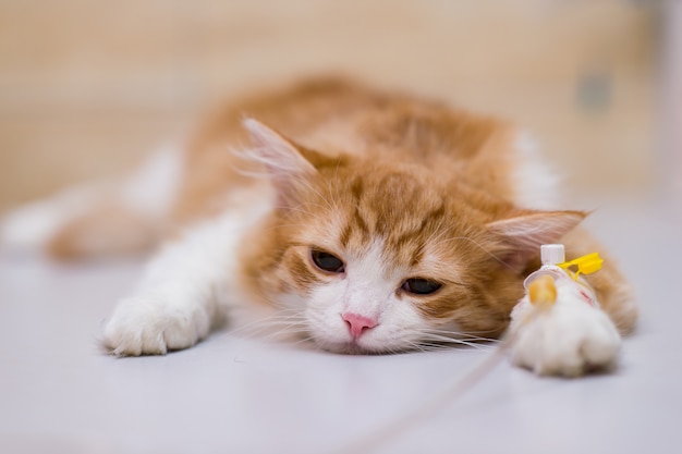 Kat met druppelaar op tafel in veterinaire kliniek