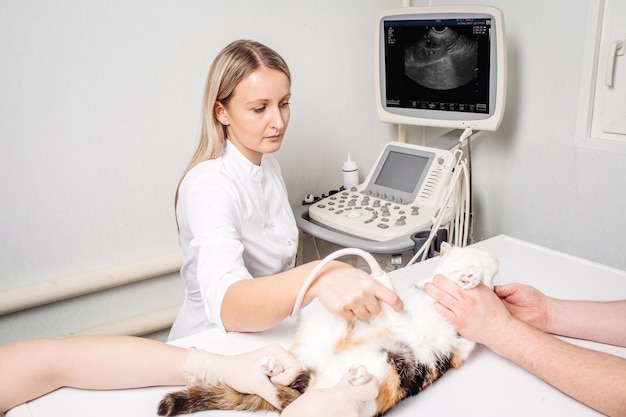 Kat met echografie in dierenartskantoor