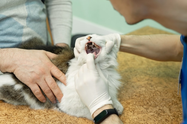 Kat met een controle bij een dierenartskliniek