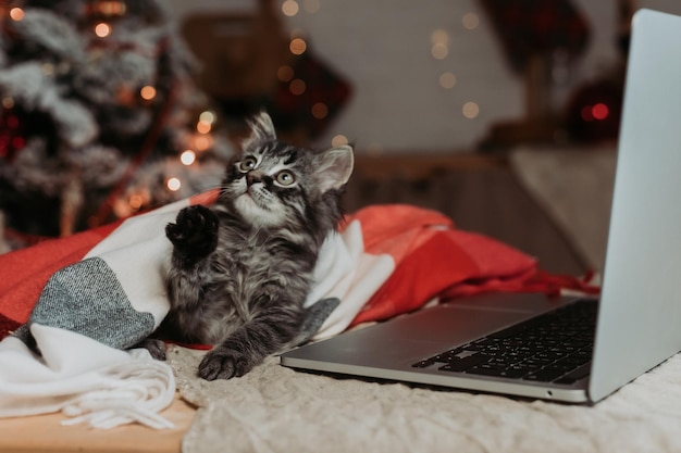 kat met een laptop voor het nieuwe jaar