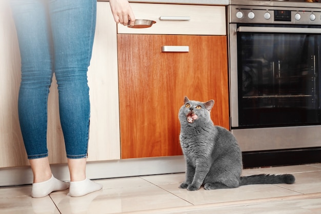 kat met eigenaar in keuken vraagt om te eten, hongerige kat, handclose-up van kom voedsel, mooie Britse kat