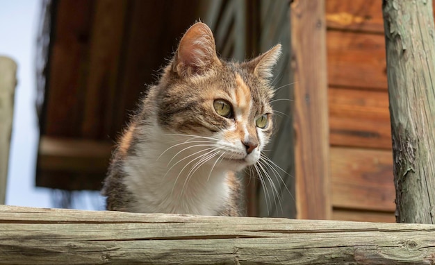 Kat met groene ogen kijkt naar de zijkant en geniet van het leven vanaf het hek of een houten huis met zon in de fa