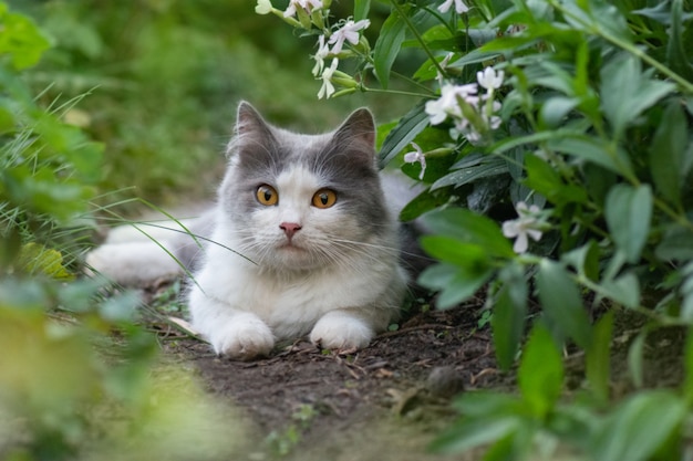 Kat met grote pluizige staart die de bloem in de tuin ruikt.