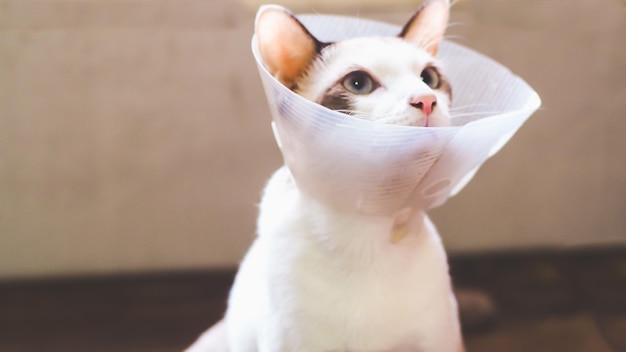 Kat met halsband kat na operatie pijn bij katten pijnlijke huisdieren Halsband Kegel