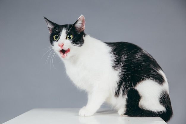 Kat met tong uitgestoken op tafel tegen grijze achtergrond