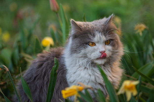 Kat met tong uitsteekt Kat in de natuur likt met tong